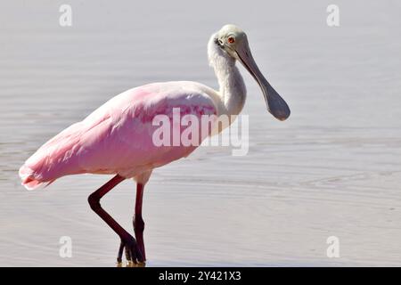 Ein einsamer Rosenlöffelschnabel (Platalea ajaja), der auf einem Bein im flachen Wasser steht, in San Pedro, Ambergris Caye, Belize. Stockfoto