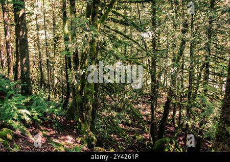 Im Cascade Falls Regional Park nordöstlich von Mission, British Columbia, Kanada Stockfoto