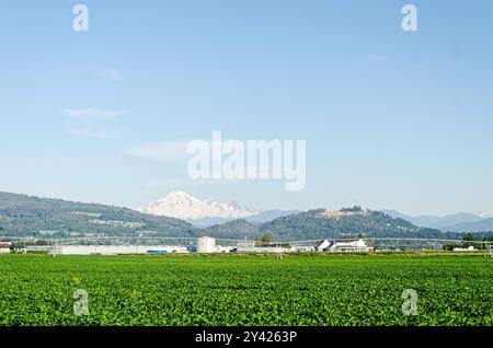Landwirtschaftsbetriebe in Mission, Fraser Valley, British Columbia, Kanada Stockfoto
