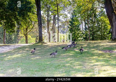 Kanadische Gänse im Stanley Park, Vancouver, British Columbia, Kanada Stockfoto