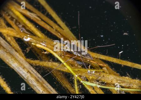 Kūdrinis čiuožikas Gerris lacustris Familie Gerridae Gattung Gerris gemeiner Teichläufer gemeiner Wasserläufer wilde Natur Insektenfotografie, Bild, Wand Stockfoto