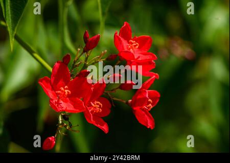 Eine einzelne Honigbiene fliegt über roten Peregrina Blüten Peregrina (Jatropha integerrima) Stockfoto