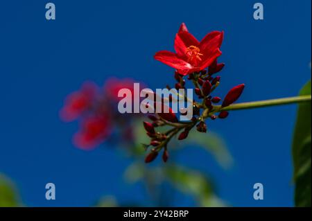 Peregrina-Blüte (Jatropha integerrima) in einem Gewächshaus, Stockfoto