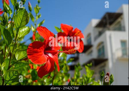 . Chinesischer Hibiskus, bekannt als China Rose, hawaiianischer Hibiskus, Rose Mallow Stockfoto