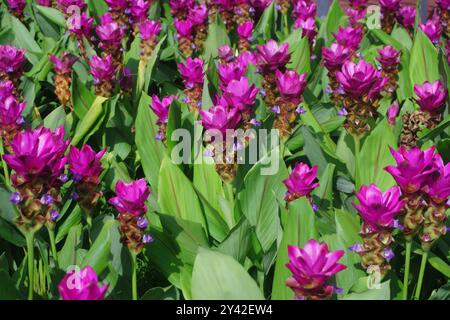 Ein Haufen wunderschöner rosafarbener siam Tulpenblumen im Garten Stockfoto