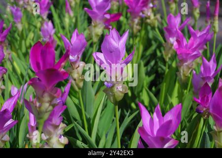 Ein Haufen wunderschöner rosafarbener siam Tulpenblumen im Garten Stockfoto