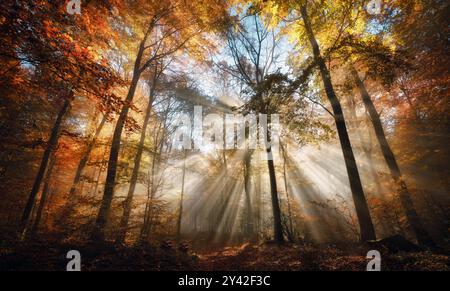 Bezaubernde Sonnenstrahlen in einem goldenen Wald im Herbst beleuchten einen Pfad mit rotem Laub bedeckt. Die Schönheit der Natur in lebendigen warmen Farben Stockfoto