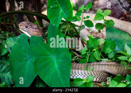 Die Königskobra (Ophiophagus hannah) ist ein großer elapid endemisch in Wäldern von Indien bis Südostasien. Es ist die längste giftige Schlange der Welt. Stockfoto