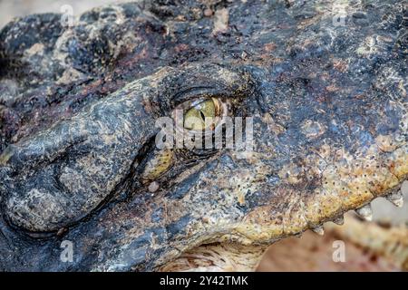 Das Auge des Salzwasserkrokodils (Crocodylus porosus). Ein Krokodil, der in Salzwasserhabitaten und Brackwassergebieten an der Ostküste Indiens beheimatet ist Stockfoto