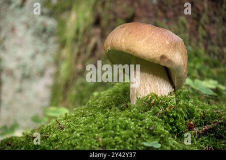 Wilde Pilze wachsen in einer üppigen, grünen Waldlandschaft, umgeben von Moos und Gras an einem sonnigen Tag, die Natur und Waldökologie in zeigen Stockfoto