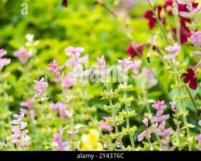 Salvia rosa Blüten mit grünen Blättern Blüte, Heilpflanze im Sommer, Nahaufnahme. Rosa Blumenhintergrund von blühendem rosa Salbei Merlau Rose Hairy s Stockfoto