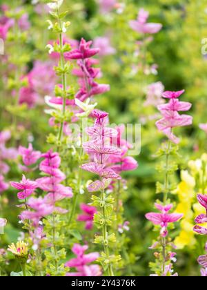 Salvia rosa Blüten mit grünen Blättern Blüte, Heilpflanze im Sommer, Nahaufnahme. Rosa Blumenhintergrund von blühendem rosa Salbei Merlau Rose Hairy s Stockfoto