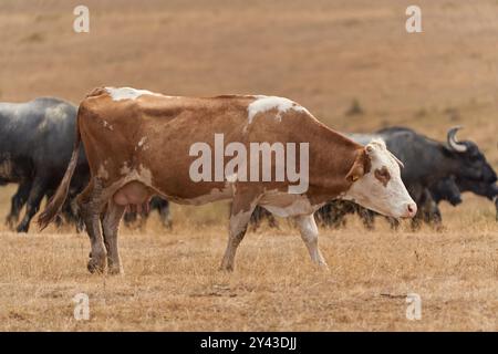 Herde von Hausbüffeln und Kühen auf einer Weide am Ende des Sommers Stockfoto