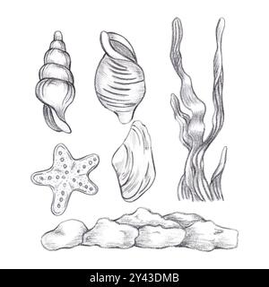 Hand gezeichneter schwarzer Bleistift Set von Muscheln und Algen Komposition isoliert auf weißem Hintergrund. Marine Illustration kann für Karte, Etikett, Invita verwendet werden Stockfoto