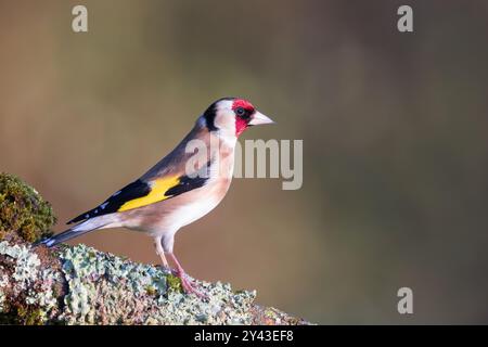 Carduelis carduelis auf Moos- und Flechtengestein Stockfoto