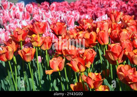 Rosafarbenes, orangefarbenes und rotes Blumenbeet/Tulpenrand auf der Rasenfläche von Keukenhof Tulpengärten, Niederlande, EU. Stockfoto