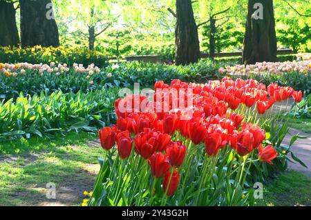 Blumenbeete und Tulpenränder auf Grasrasen in den Tulpengärten Keukenhof, Niederlande, EU. Stockfoto