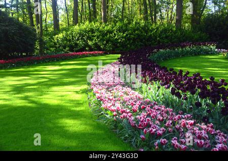 Blumenbeete und Tulpenränder auf Grasrasen in den Tulpengärten Keukenhof, Niederlande, EU. Stockfoto