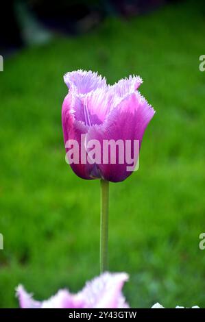 Einzelne einsame rosa/lila „Tulipa Louvre“-Tulpe mit Fransen in den Tulpengärten Keukenhof, Niederlande, EU. Stockfoto