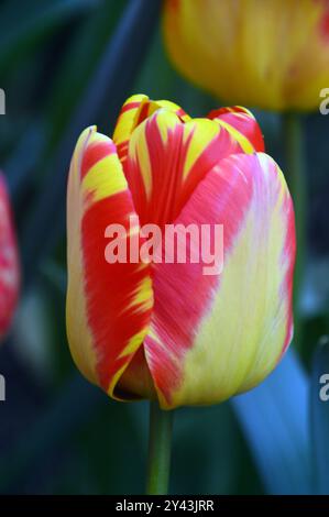 Einzelne rote/gelbe Tulipa „Helmar“ Tulpenblüte, die in den Borders bei RHS Garden Harlow Carr, Harrogate, Yorkshire, England, Großbritannien angebaut wird Stockfoto