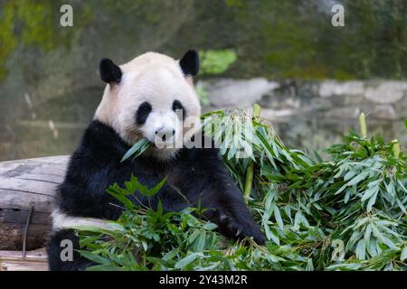 Chongqing, China. September 2024. Der Riesenpanda Yu bei isst am 15. September 2024 Bambusblätter im Chongqing Zoo in Chongqing, China. (Foto: Costfoto/NurPhoto) Credit: NurPhoto SRL/Alamy Live News Stockfoto