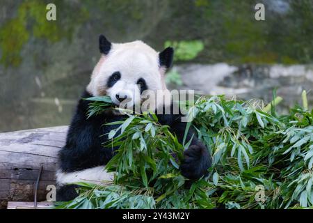 Chongqing, China. September 2024. Der Riesenpanda Yu bei isst am 15. September 2024 Bambusblätter im Chongqing Zoo in Chongqing, China. (Foto: Costfoto/NurPhoto) Credit: NurPhoto SRL/Alamy Live News Stockfoto