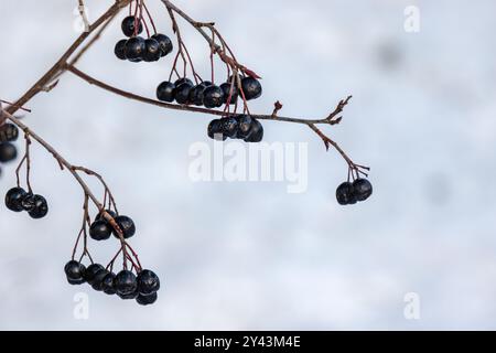 Aronia-Beeren. Apfelbeerzweig mit Früchten ist unter bewölktem Himmel, Nahaufnahme Silhouettenfoto mit selektivem Fokus Stockfoto