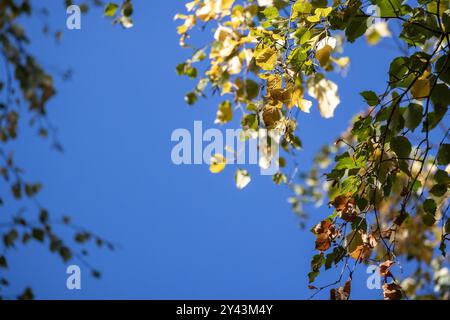 Herbsthintergrundfoto mit gelben und grünen Birkenblättern unter blauem Himmel Stockfoto