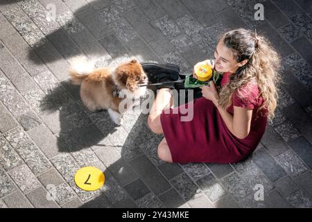 Pommeranian Dogs bei der „Big Woof“ Hundeshow Coal Drops Yard Kings Cross London UK Stockfoto