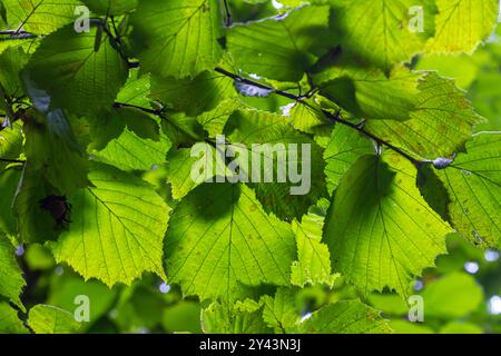 Frische grüne Hazel-Blätter im Frühling nahe am Ast des Baumes mit durchsichtigen Strukturen vor verschwommenem Hintergrund. Natürlicher Hintergrund. Stockfoto