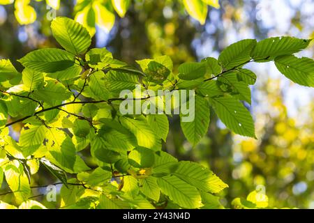 Grüne Hainbuchenblätter, im Sommer unter dem Baum gesehen. Stockfoto