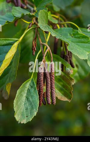 Gesprenkelte Erlen verbreiten ihren Samen durch kegelförmige Strukturen. Stockfoto