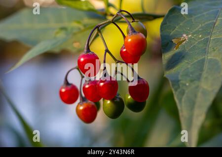 Rote Beeren mit holziger Nachtschattierung, auch bekannt als bittersüß, Solanum dulcamara gesehen im August. Stockfoto