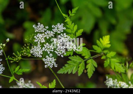 Weiße Chaerophyllum aureum-Pflanze mit glattem Bokeh. Stockfoto