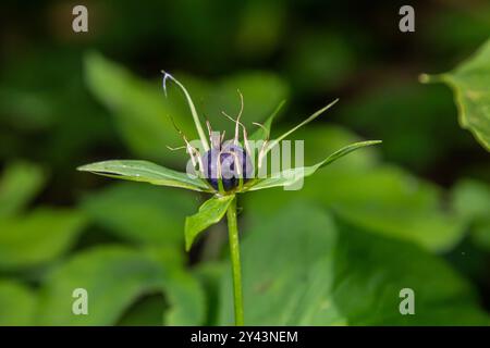 Sehr giftige Pflanze Rabenauge vierblättrige Paris quadrifolia auch bekannt, Beere oder True Lovers Knot wächst in der Wildnis in einem Wald. Stockfoto