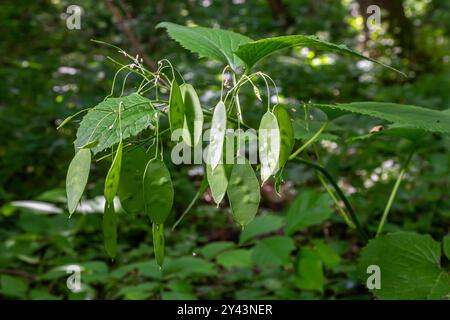 Lunarienpflanze mit unreifer grüner Samenkeimzelle und grünen Blättern im Garten. Lunaria annua, genannt Ehrlichkeit oder jährliche Ehrlichkeit. Stockfoto