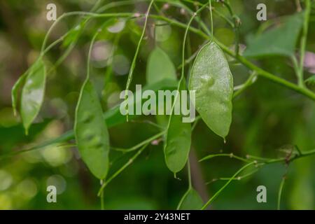 Grüne Lunaria Pflanze im Garten. Lunaria annua, genannt Ehrlichkeit oder jährliche Ehrlichkeit. Stockfoto