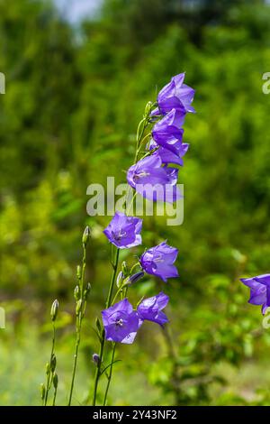 Foto von Campanula latifolia Blume, breitblättrige Glockenblume, Urpel, botanischer Waldwiese, Frühlingsblühender Pflanzenwald, Natur-Makrofoto. Stockfoto