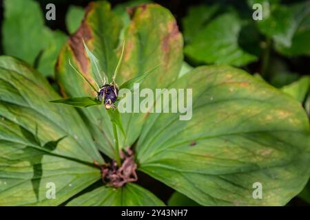 Sehr giftige Pflanze Rabenauge vierblättrige Paris quadrifolia auch bekannt, Beere oder True Lovers Knot wächst in der Wildnis in einem Wald. Stockfoto