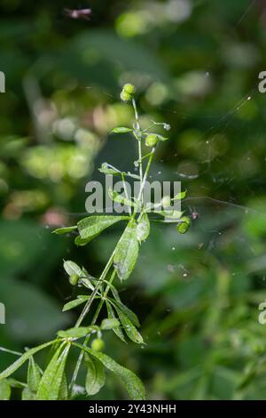 Samen und Blätter der Aparin- oder Stickybud-Pflanze galium. Stockfoto