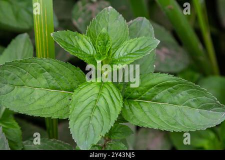 Marokkanisches Minzblatt lateinischer Name Mentha spicata, marokkanisch. Stockfoto