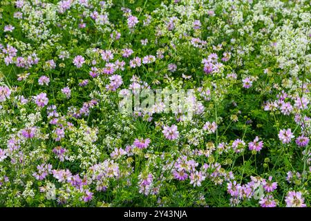 Die Blüten der Securigera varia - Kronenwicke, lila Kronenwicke. Stockfoto