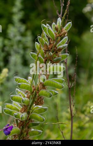 Grossblättrige Lupinensamen - lateinischer Name - Lupinus polyphyllus. Stockfoto