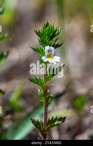 Winzige wilde Augentrost oder Augenkraut - Euphrasia rostkoviana - Blüten wachsen auf Sommerwiese, Makrodetail in der Nähe. Stockfoto