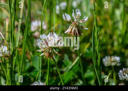 Weiße Klee blüht im Gras. Trifolium repens. Stockfoto