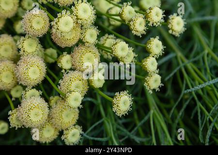 Santolina rosmarinifolia Primrose Edelstein Pflanze in der Blüte im Sommer. Stockfoto