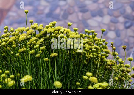 Santolina rosmarinifolia Primrose Edelstein Pflanze in der Blüte im Sommer. Stockfoto