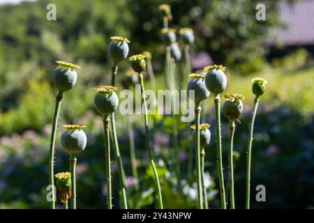 Schöne violette Mohnblumen auf einem ländlichen Gemüsegarten. Papaver Somniferum, Schlafmohn. Stockfoto