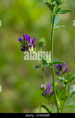 Luzerne-Blüten auf dem Feld. Medicago sativa. Stockfoto