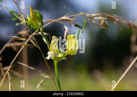 Blume der Vicia sativa oder Wicke Blume oder Gartenwicke rote Blume oder Blume des Taras oder einfach Wicke. Stockfoto